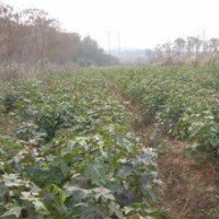 江西造林苗楓香、木荷、杉苗、濕地松、杜英、香樟價格低