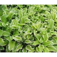 大量出售優(yōu)質(zhì)金邊玉簪