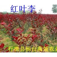 紅葉李嫁接小苗價格