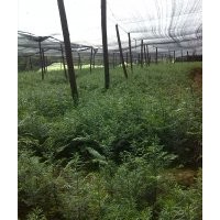 供應(yīng)紅豆杉苗