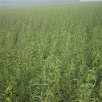 連云港供應(yīng)速生竹柳升級(jí)樹(shù)種-濱柳