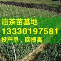 油茶苗基地,白花油茶樹苗,油茶的種植