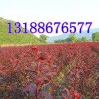 中華太陽(yáng)李價(jià)格