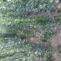 提供北海道黃楊