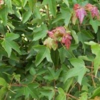 供應(yīng)三角楓小苗、三角楓小苗價格