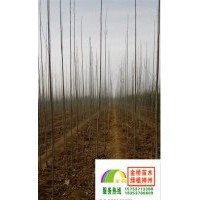 1.5、2、2.5、3米速生白蠟小苗低價(jià)出售