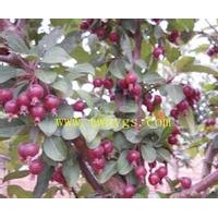 海棠苗木---皇家雨點