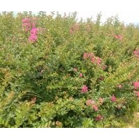 供應(yīng)紫薇（國旗紅）