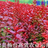 現(xiàn)在最便宜的苗木有花椒苗0.2元、山杏苗0.6元、毛桃苗0.8元、核