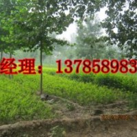 河北深州北四王供應60公分高金葉女貞