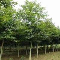 國槐樹苗6-10公分價格