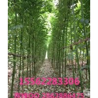 國(guó)槐 濟(jì)寧國(guó)槐基地 精品苗木 量大從優(yōu)