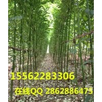 國(guó)槐 正宗國(guó)槐 專(zhuān)業(yè)種植