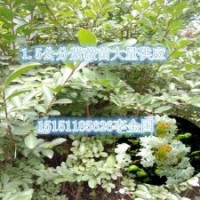 江蘇當年生0.8公分粗紫薇苗量大供應(yīng)1米高紫薇小苗價格