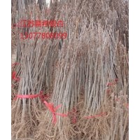 3公分銀杏樹價格，銀杏苗價格，5公分銀杏樹價格