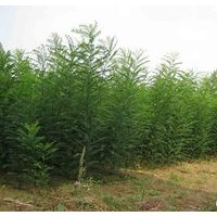 長期供應各種規(guī)格白皮松、油松、側柏