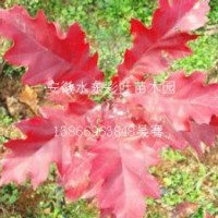 2015年美國紅橡樹（北美紅櫟）價(jià)格