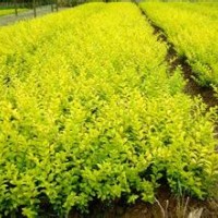 冬青苗山西冬青苗豆瓣黃楊金葉女貞火炬
