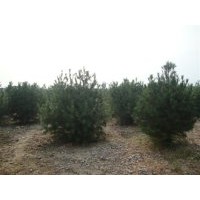 出售各種規(guī)格 白蠟 法桐 紫葉李 毛白楊 國槐