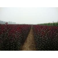 山東紅葉李小苗