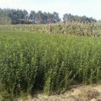 山東枸橘樹(shù)苗價(jià)格