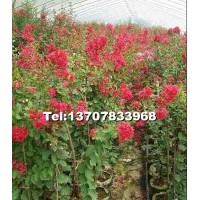 紅火球紫薇小苗、桂花小苗