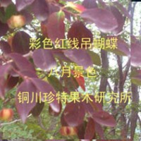 子午嶺彩葉金絲吊蝴蝶