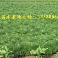 銷售營(yíng)養(yǎng)杯油松苗每棵0.8元