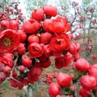 苗木基地供應大量海棠苗木長期供應