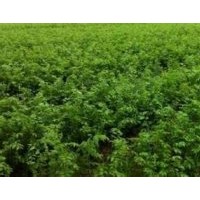 櫸樹小苗2-10cm低價直銷詳電詢。