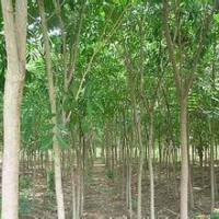 無患子3公分電詢