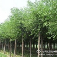 長期大量供應(yīng)各種綠化小苗 工程用苗
