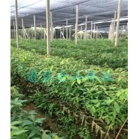 金絲楠木小苗-湖南金絲楠木苗-正宗小葉幀楠苗批發(fā)