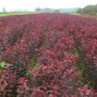 紅葉李紫葉李大量廉價(jià)提供