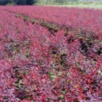 大量紅葉小檗廉價提供