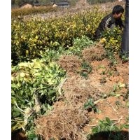 供應(yīng)莆田油茶苗農(nóng)戶低價(jià)出售