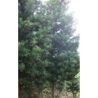 供應(yīng)漳平羅漢松產(chǎn)地直銷