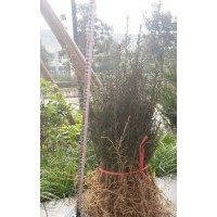 供應(yīng)紅豆杉苗木