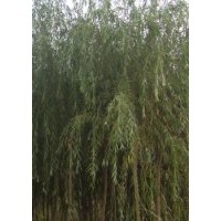 河北保定3公分金絲垂柳價(jià)格