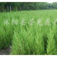 全國裝車價(jià)大量供應(yīng)蜀檜、龍柏、紅葉石楠