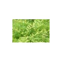 一年的國(guó)槐小苗價(jià)格