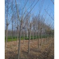 欒樹，合歡