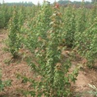 專營(yíng)五角楓小苗 山西五角楓小苗繁育基地