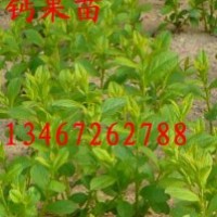 鈣果苗出售、鈣果苗價(jià)格、批發(fā)鈣果苗、鈣果苗種子、鈣果苗