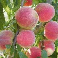 批量供應(yīng)桃樹苗 新品種豐產(chǎn)早熟桃樹苗 嫁接果樹苗 常年供應(yīng)