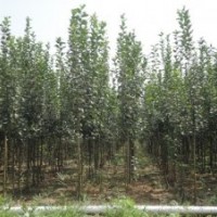 西府海棠小苗 庭院行道綠化西府海棠苗 直銷(xiāo)西府海棠樹(shù)苗