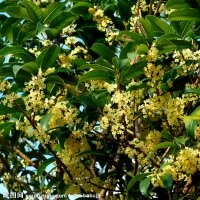 供應(yīng)香樟1-20公分樹苗 琵琶1-10 桂花1-15公分