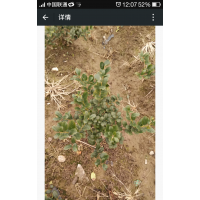 無刺構(gòu)骨低價處理