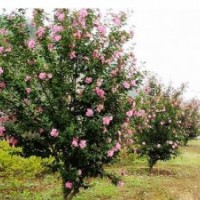 大量批發(fā)西府海棠小苗 行道樹(shù)西府海棠 工程綠化西府海棠樹(shù)苗