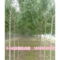 速生白蠟苗價格